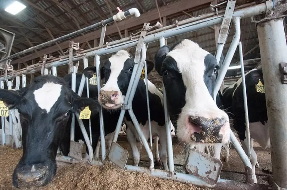 Equity Minute: Keeping Busy With Dairy Businesses