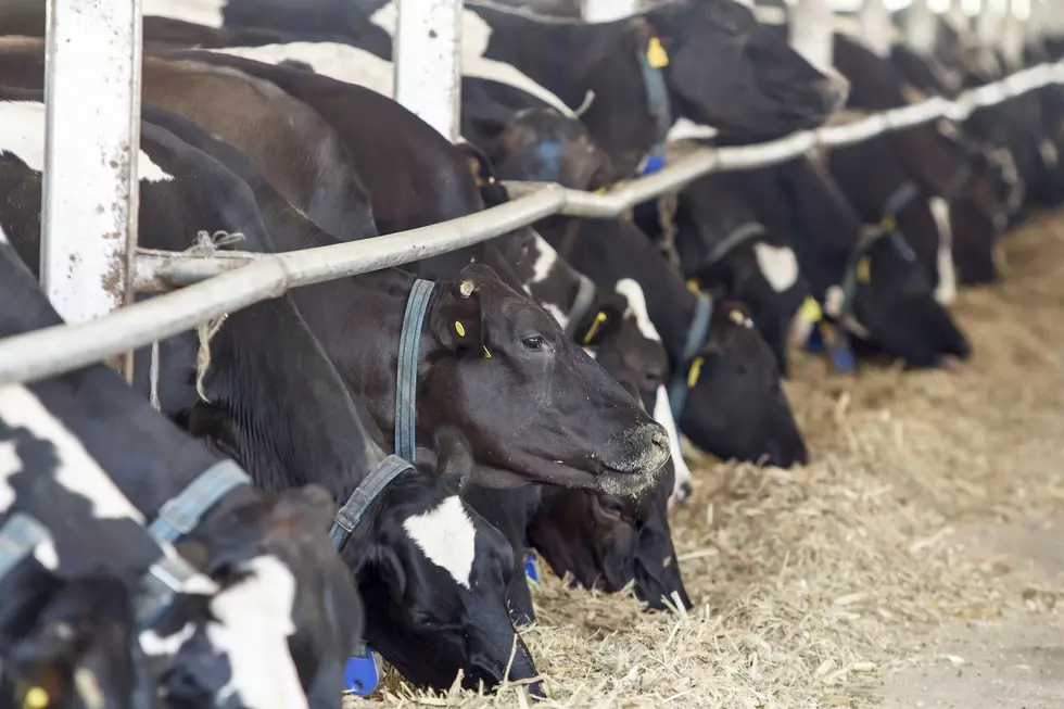 Milk Production Continues To Increase, Despite Decrease In Cow Numbers