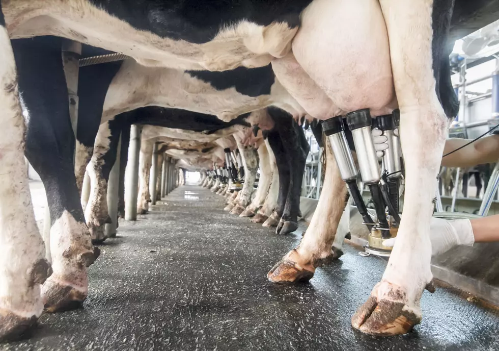 Embracing Genomic Technology Continues To Help Dairy Industry