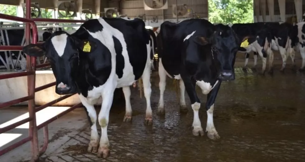 USDA Trims Dairy Production Forecast