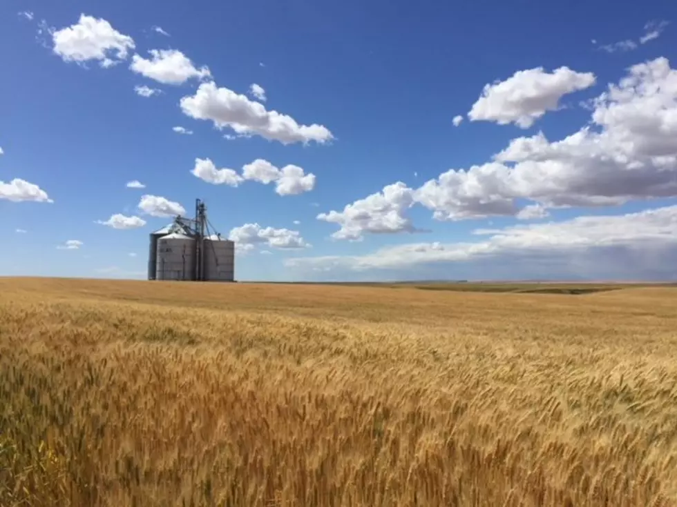 NW Winter Wheat Production Down 1%, Spring Wheat Up