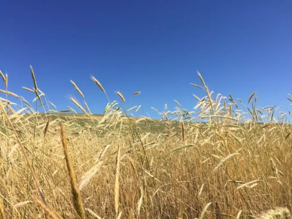 USAID Purchasing Ukrainian Wheat for UN Food Program