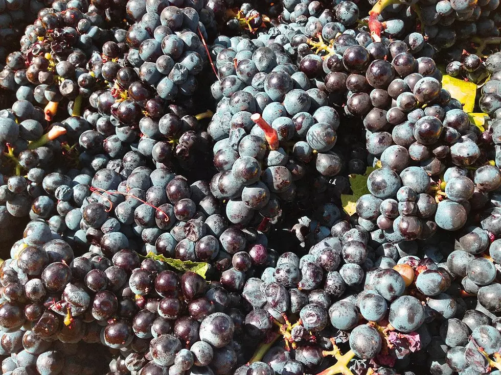 UC Davis Working To Protect U.S. Grapevine Collection