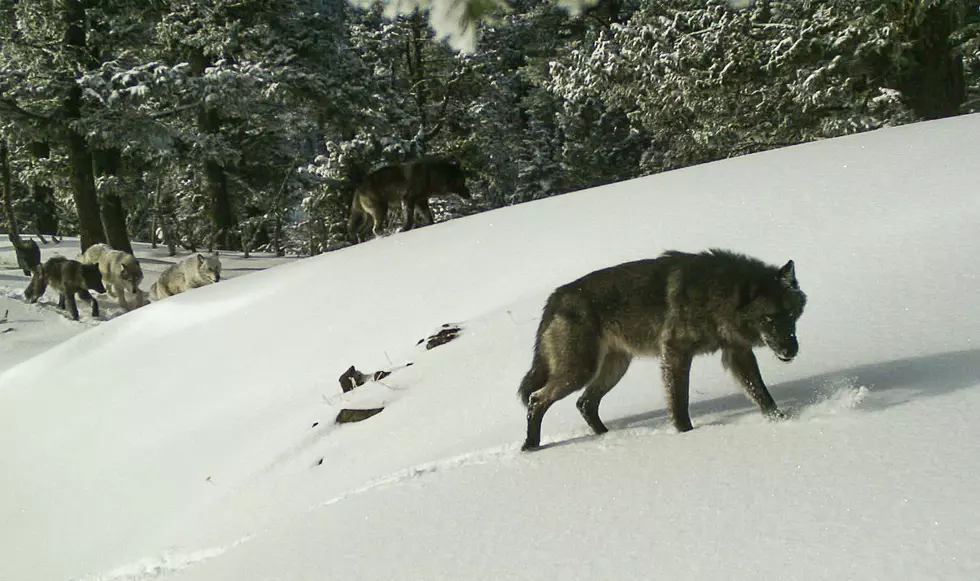 Wolf Trapped Killed In Union County