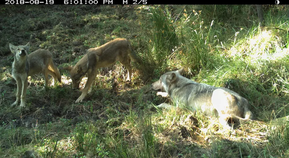 ODFW Oks The Killing Of Umatilla County Wolf