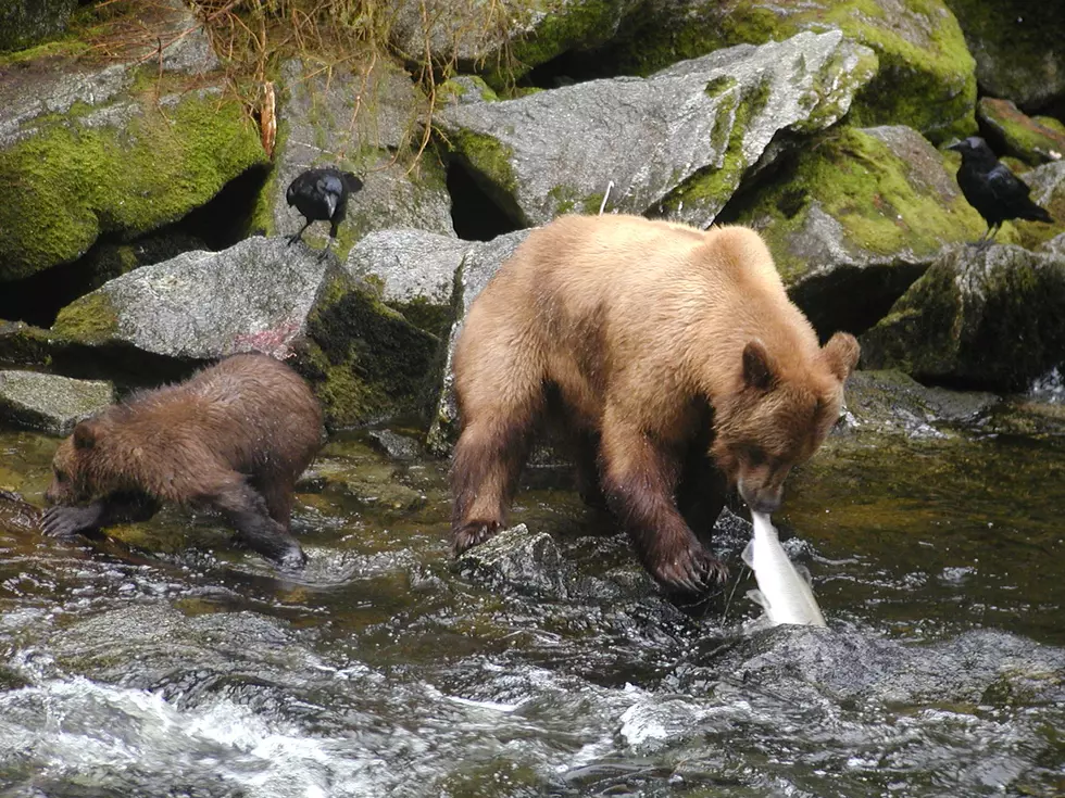 NCBA, PLC: Time to Delist Grizzly Bears from Endangered Species Act