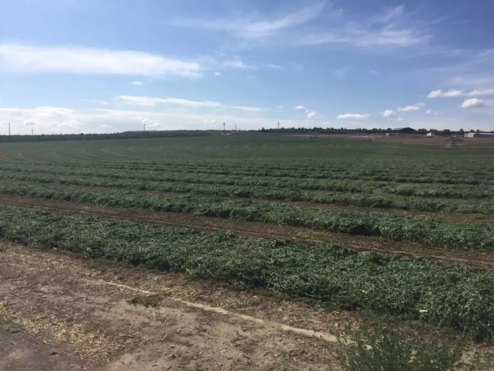 WSU And USDA Identify Markers Boosting Hay Quality