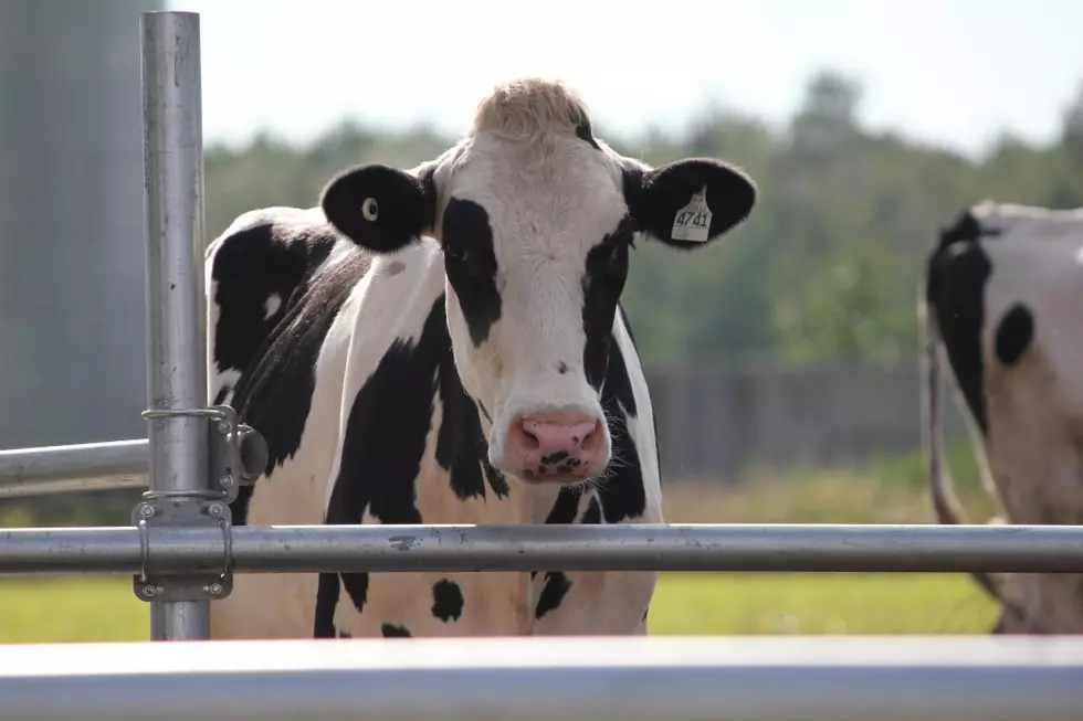 Organic Farmers say USDA “Let Down” Organic Dairies