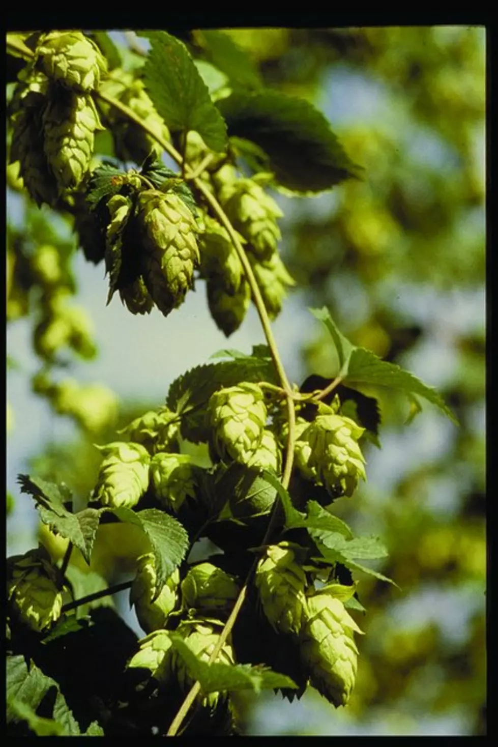 Hop Acreage Down 2% From 2021