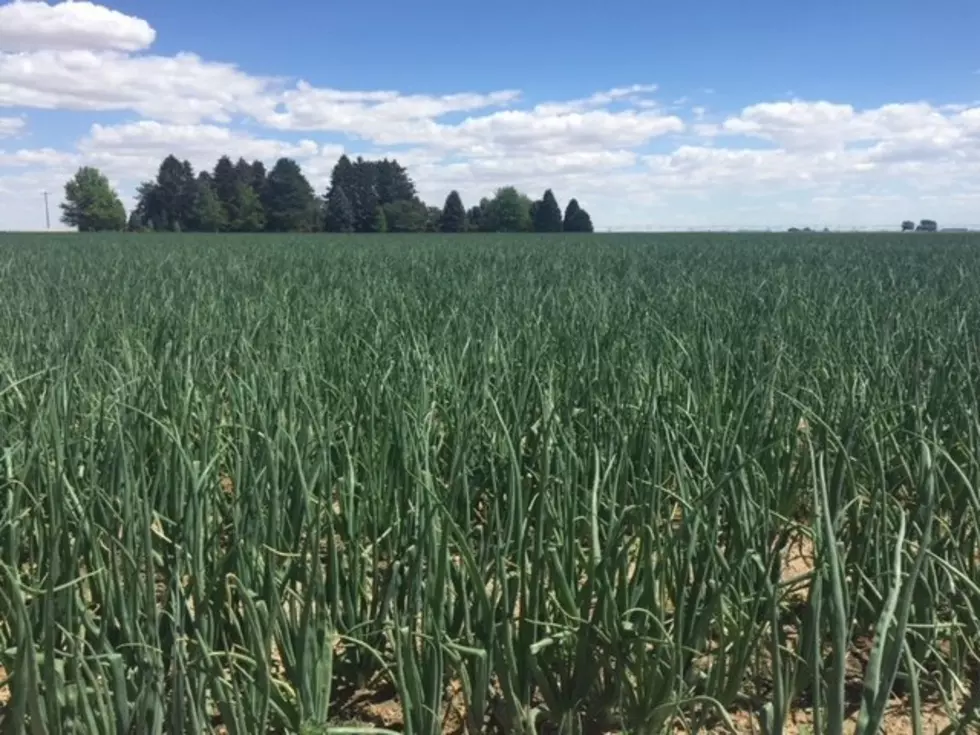 NWFCS: 2021 Looks Good For NW Row Crops