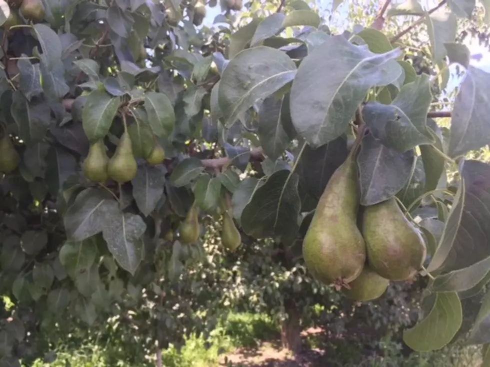 WSU To Hold Pear Post-Harvest Event