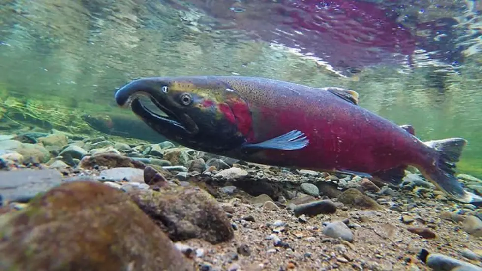 Squires: It Is Not Clear If Dams Are Responsible For Salmon Runs