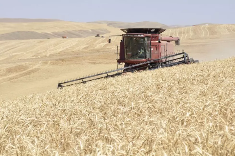 USDA: Spring Wheat Harvest Nearly Done