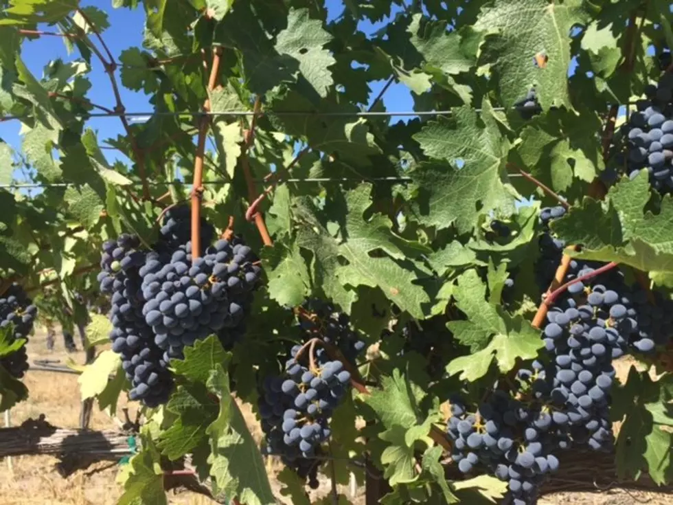 Warner: 2021 Heat Led To Smaller Crop, But Great Grapes