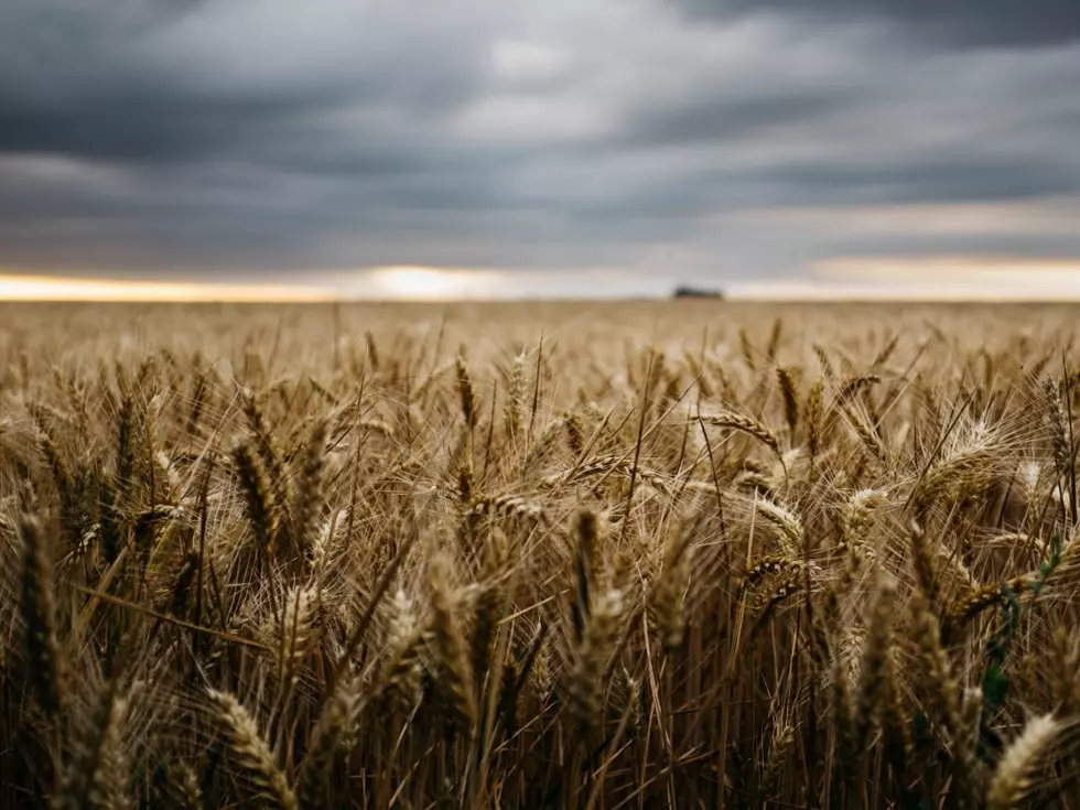 Wheat Growers Looking Forward to Farm Bill Draft