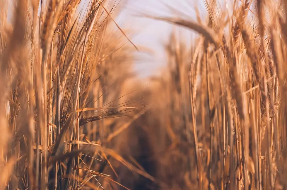 Rippey Looks At Current Pasture, Winter Wheat Conditions