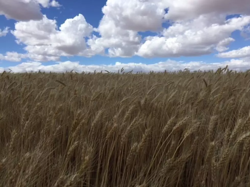 National Winter Wheat Conditions Behind Average