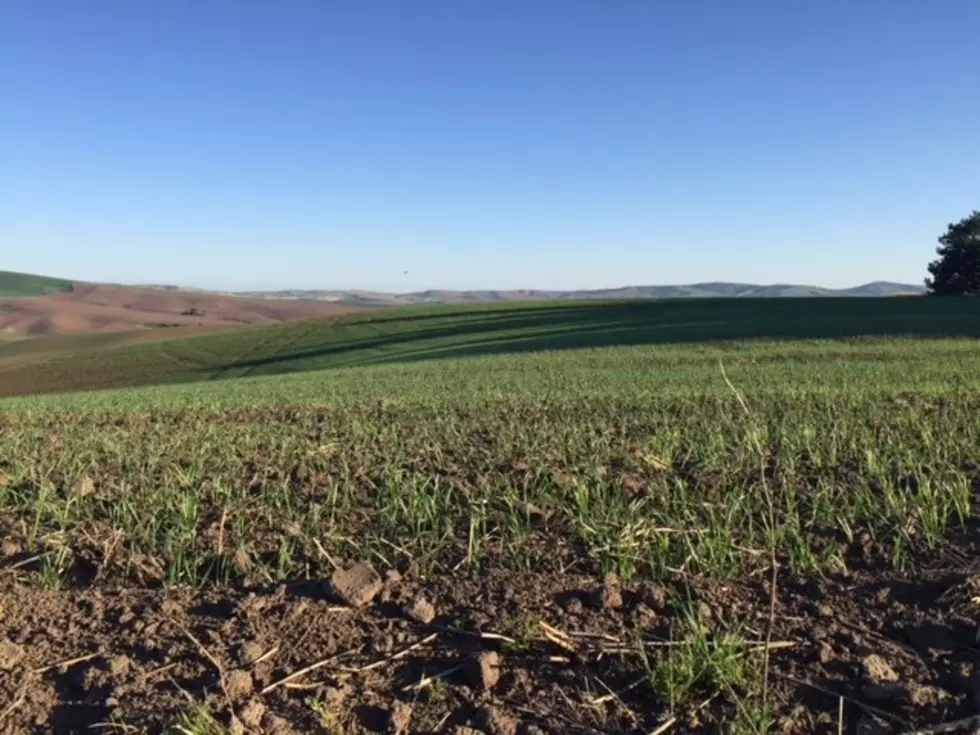 Dry, Wet Conditions Holding Back Spring Wheat Plantings