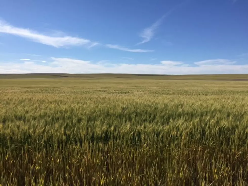 Wheat Seeding Up Across the PNW
