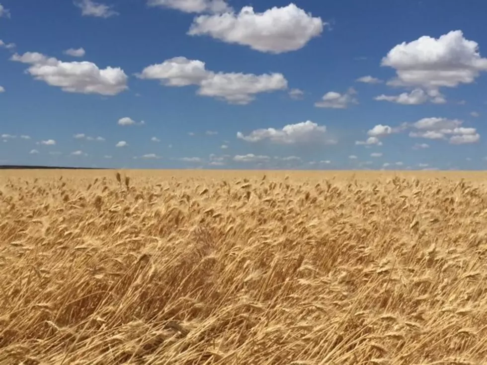 Dry Weather A Double Edged Sword For Wheat Growers
