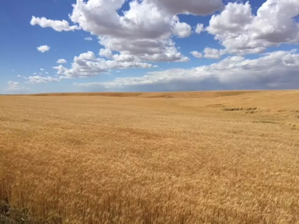 Perry: Drought Conditions Will Have A Big Impact On NW Wheat, Hay