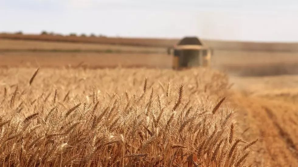 PNW Wheat Farmers Lead in National Wheat Yield Contest