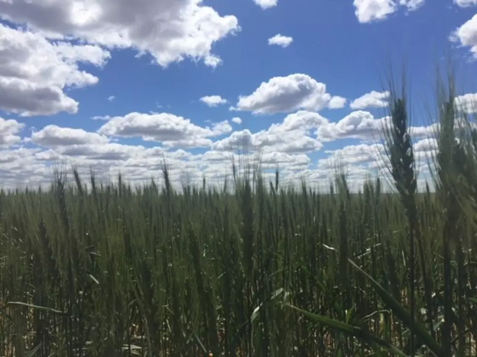 Rippey Looks At Progress Of U.S. Wheat Crop