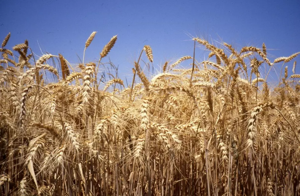 China Makes Large Purchase of U.S. Wheat