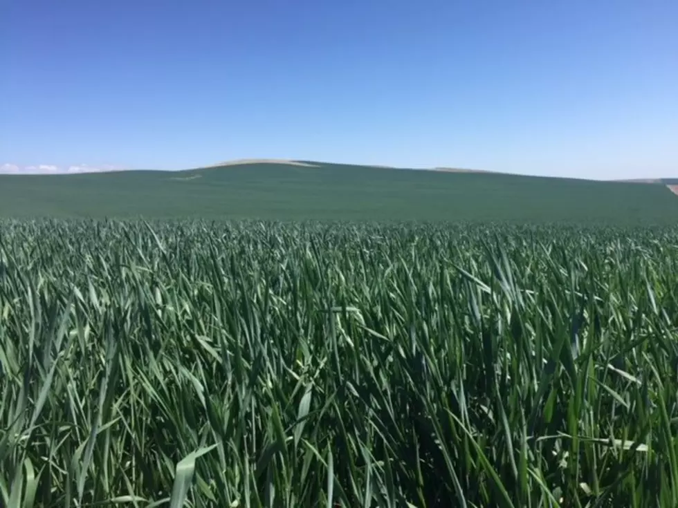 NASS: Winter Wheat Acres Planted Up From 2020