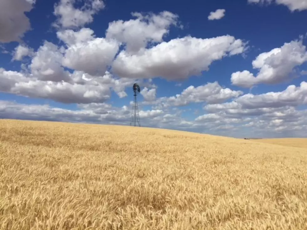 U.S. Wheat Prices to Keep Climbing, USDA Says