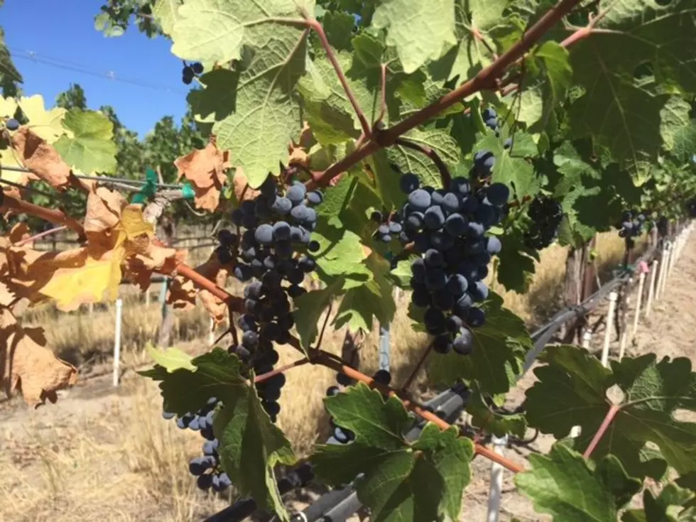 Wine Minute: Ag Overtime&#8217;s Impact On The Oregon Wine Industry