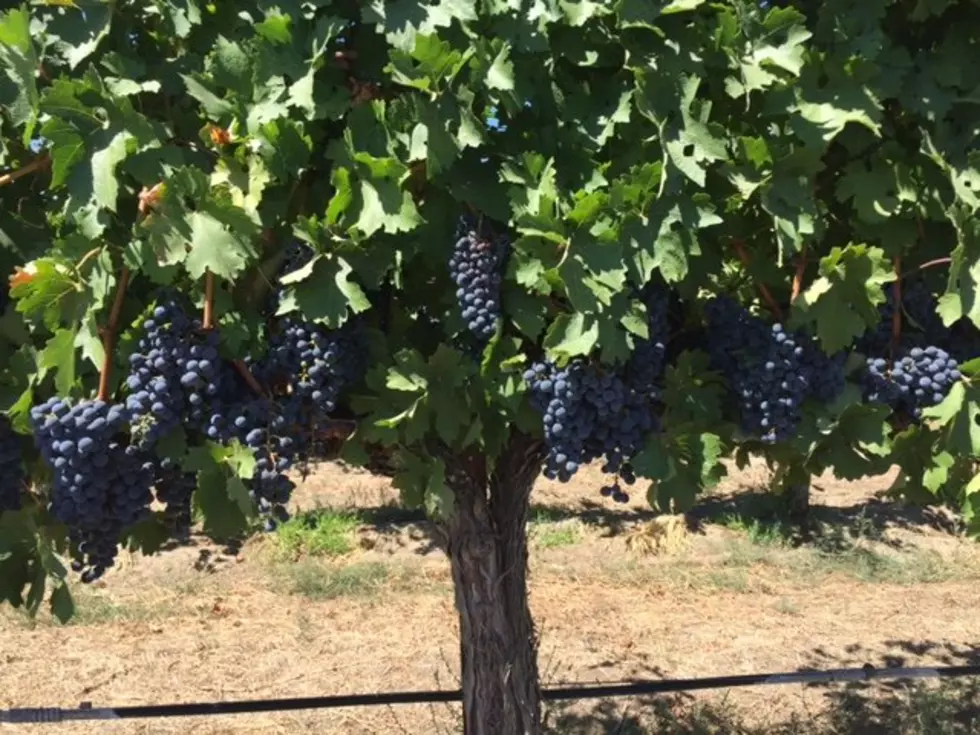 Wine Minute: Irrigation And Grape Varieties