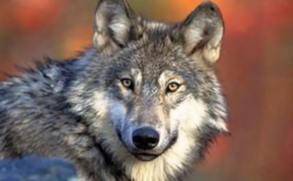 Davis: Removal Of Gray Wolf Based On Science