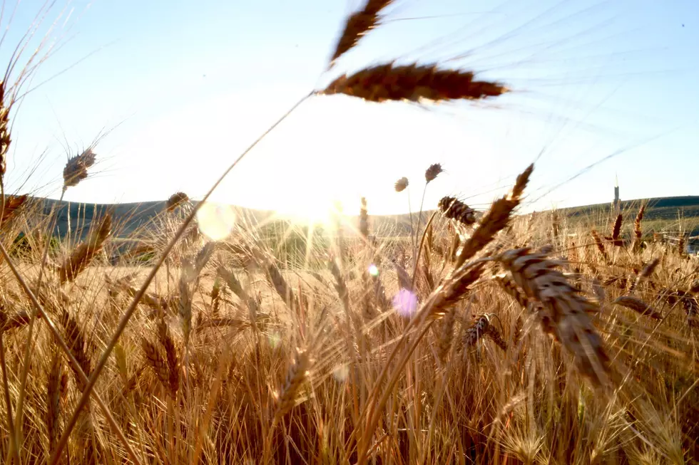 Wheat Stocks In Storage Up 8% Across the Northwest