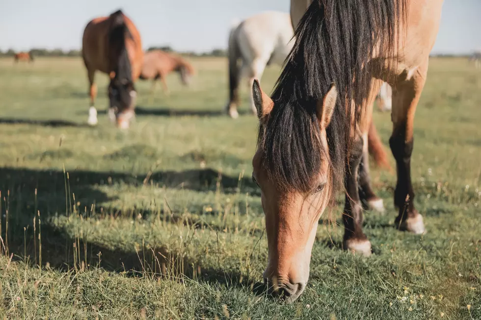 Idaho Confirms First Case Of Equine West Nile For 2022