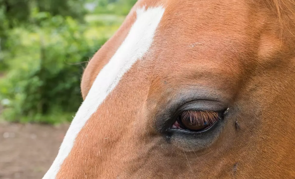 WSDA: Now Is The Time For Horse Owners To Protect Against West Nile