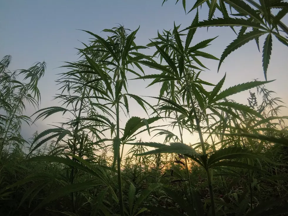 Hemp Acreage And Production Survey To Take Place This Fall