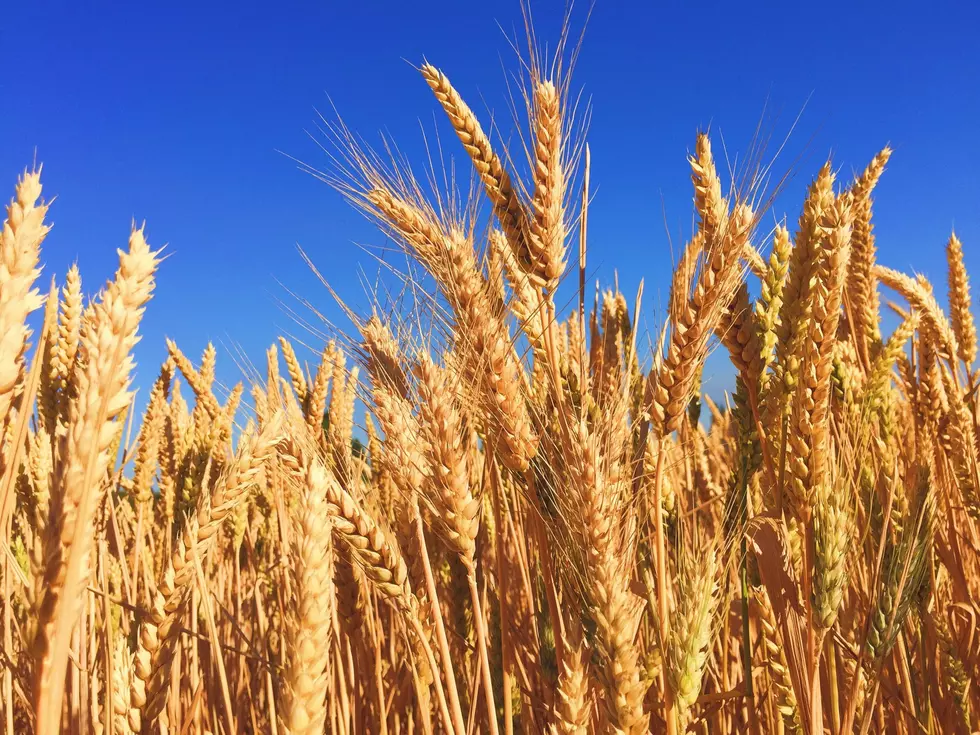 Rippey: More Problems For U.S. Winter Wheat