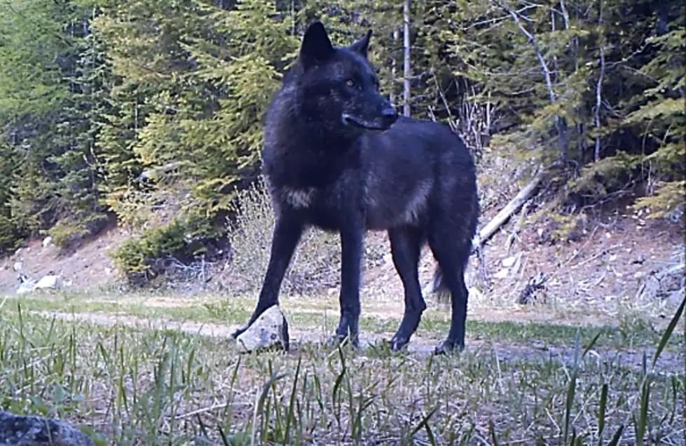Newhouse Calls On Interior To “Follow The Science” When It Comes To Gray Wolves