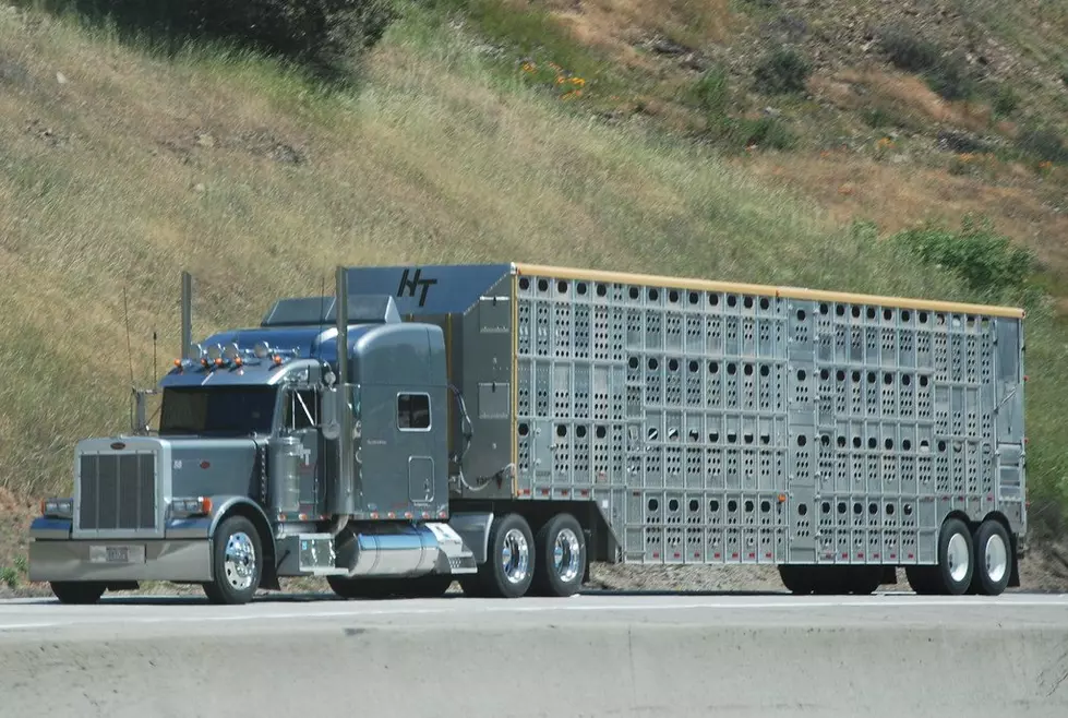 NCBA Applauds Effort to Provide Flexibility to Livestock Haulers