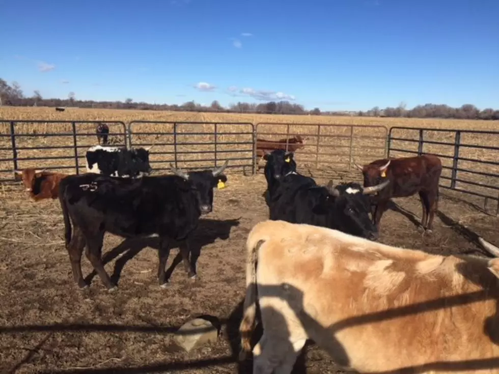 Senators Announce Plan to Improve Cattle Market Fairness