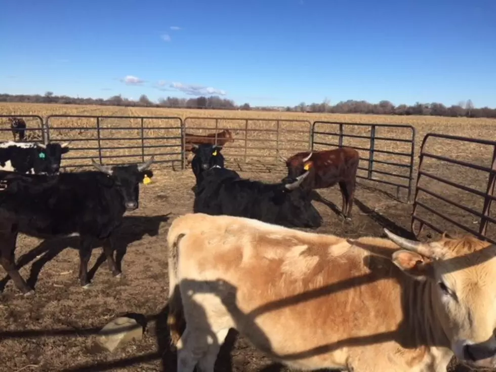 USDA Looks To Assist Livestock Industry Following Market Disruptions