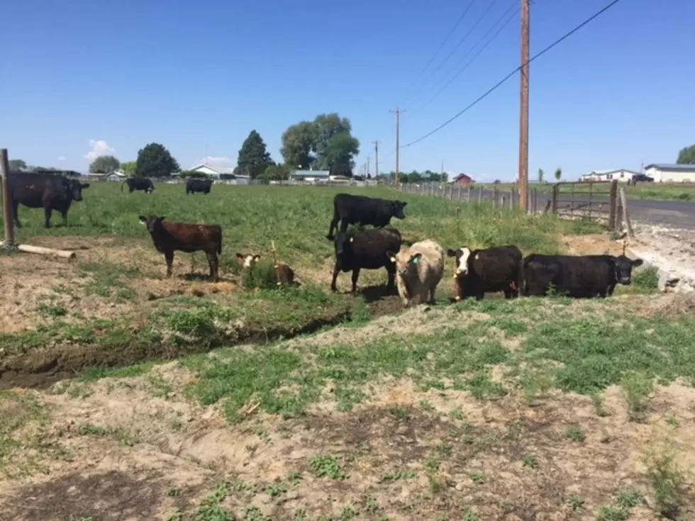 USDA: Livestock Producers Receive Less In April
