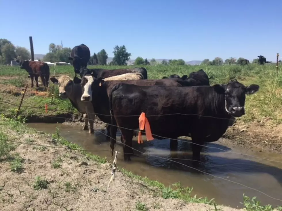 Officials: Cattle to Blame for E. coli Outbreak in California