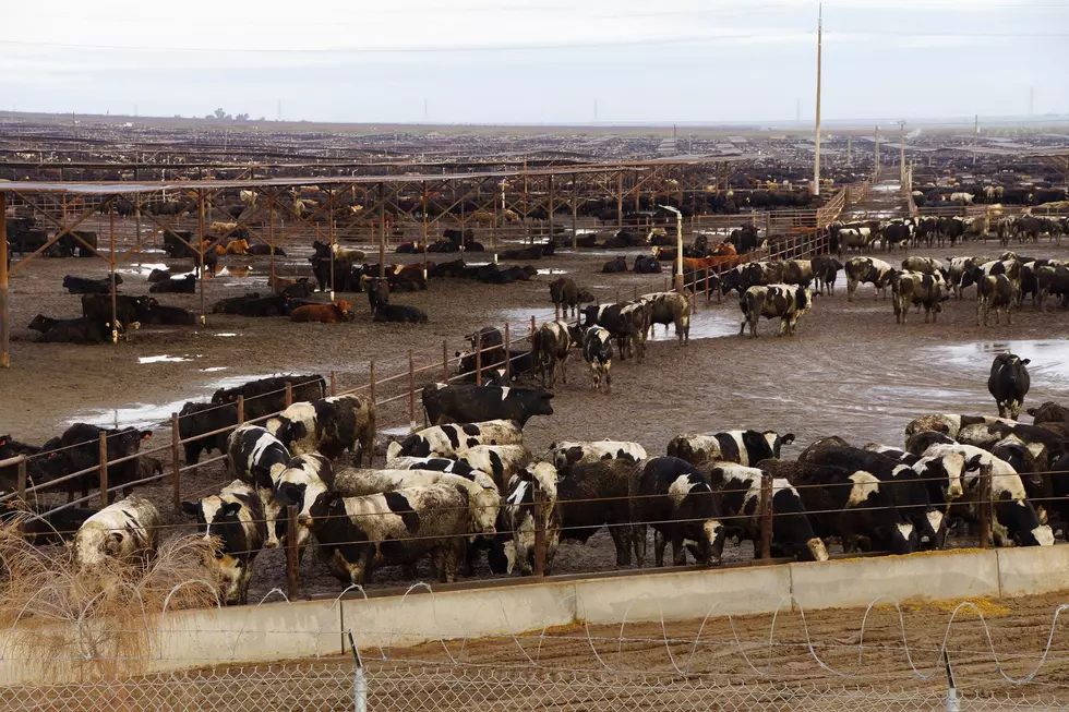 Cattle Feedlot Numbers Up In March