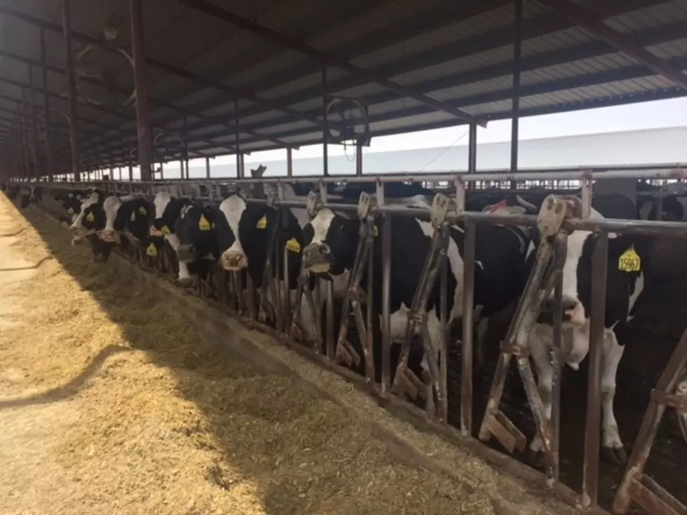 Deworming On The Dairy This Time Of Year