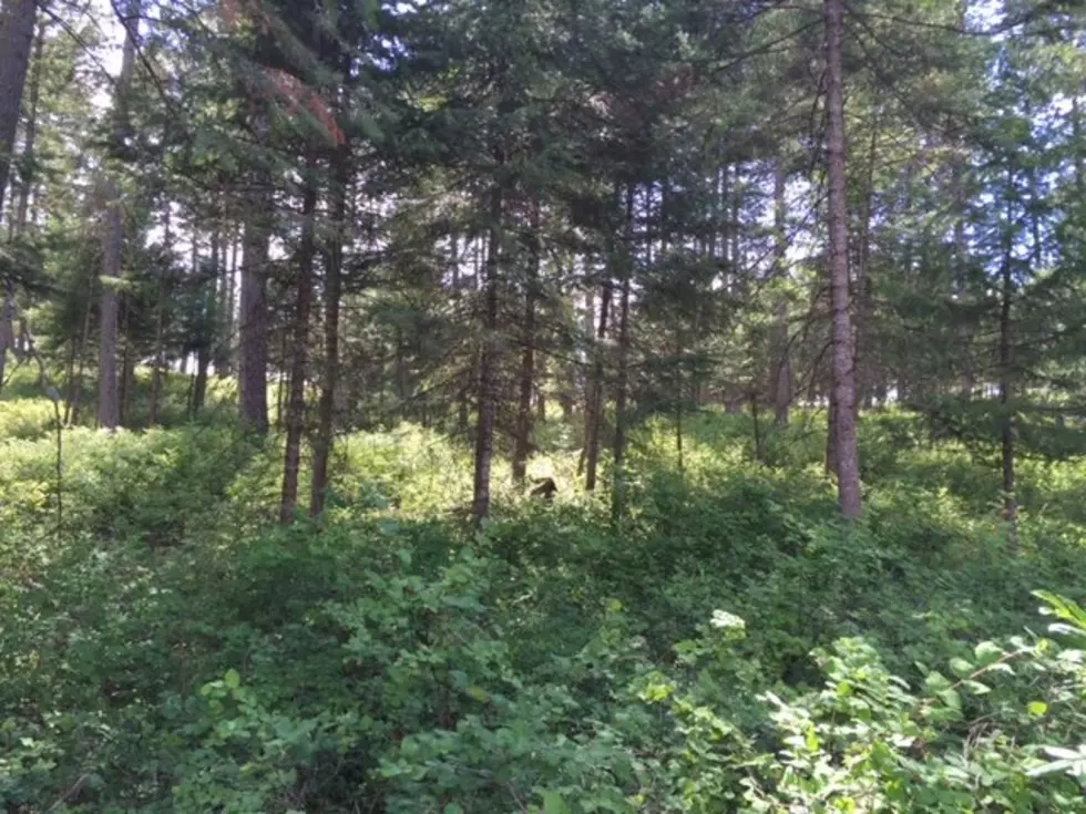 WSU Forest Field Day Looks To Address Forest Management, Forest Health