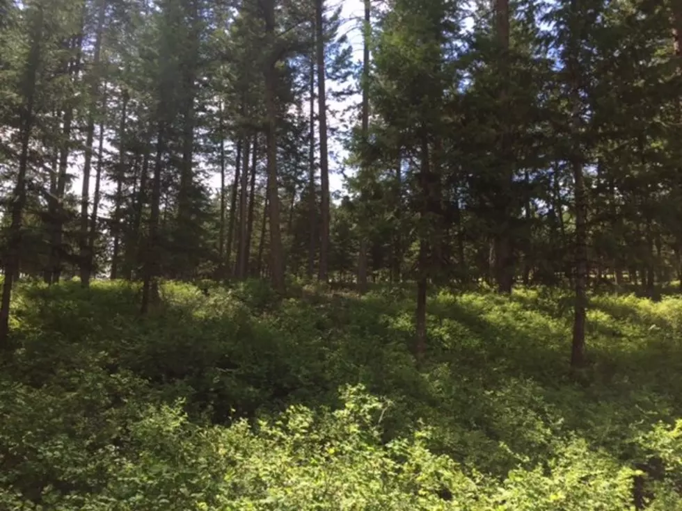 USDA Seeks Public Input on Guidance Defining Nonindustrial Private Forest Land Eligibility
