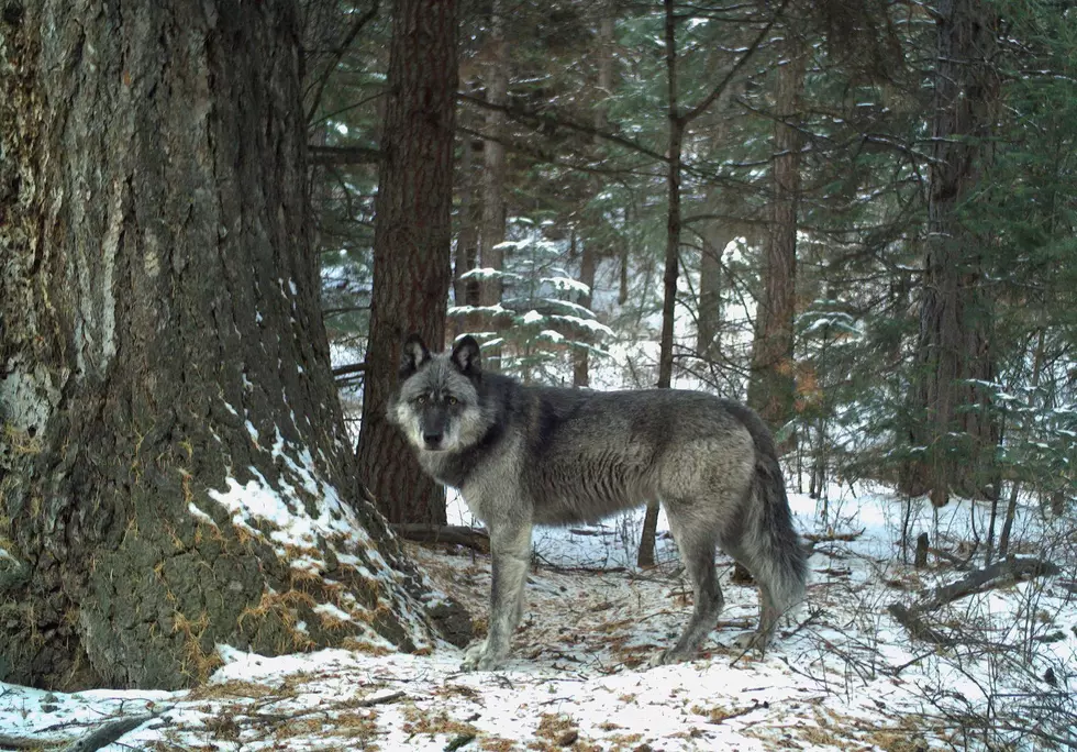 ODFW Reports First Wolf Kill Of 2021