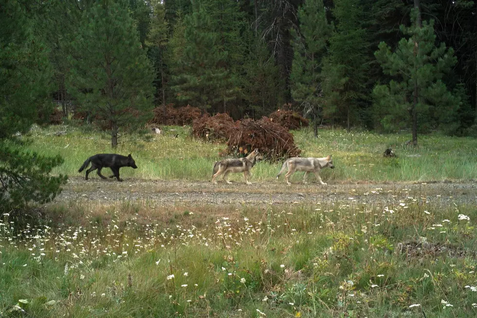 4th Confirmed Wolf Depredation In Wedge Pack Territory
